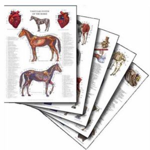 Anatomieposters
